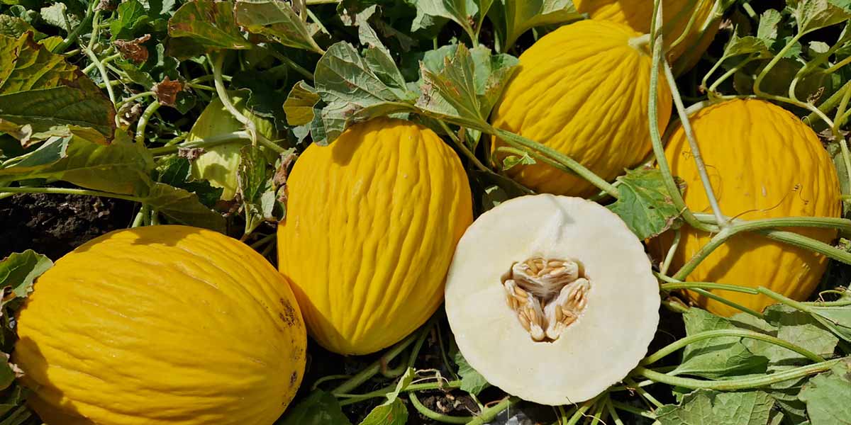 Il gialletto Aramos F1 di HM.Clause mette d’accordo la filiera